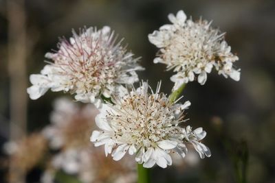 Oenanthe fistulosa Tubular water-dropwortPijptorkruid