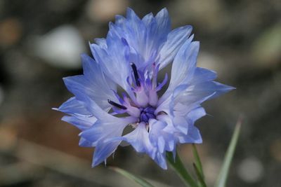 Centaurea cyanus  Cornflower  Korenbloem  