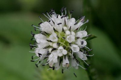 Dipsacus pilosus Small teasel Kleine kaardenbol