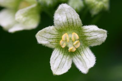 Bryonia dioica White bryony Heggenrank  