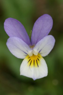 Viola curtisii Seaside pansy Duinviooltje