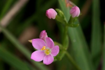 Centaurium erythraea  Common centaury  Echt duizendguldenkruid  
