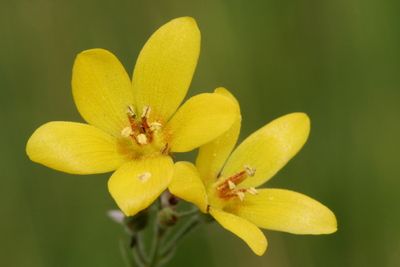Lysimachia vulgaris Yellow loosestrife Grote wederik