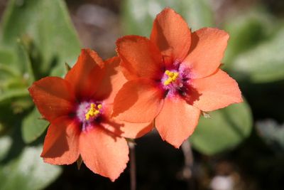 Anagallis arvensis subsp. arvensis Scarlet pimpernel Rood guichelheil  