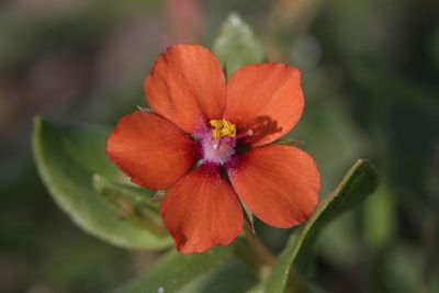 Anagallis arvensis subsp. arvensis Scarlet pimpernel Rood guichelheil 