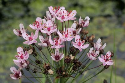 Butomus umbellatus  Flowering rush Zwanenbloem 