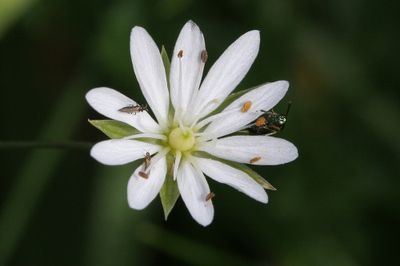 Stellaria graminea Lesser stitchwort Grasmuur
