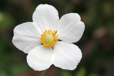 Anemone sylvestris Snowdrop windflower Herfstanemoon
