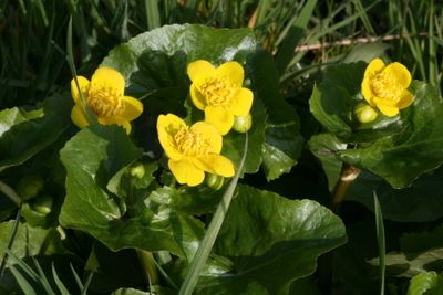 Caltha palustris Marsh Marigold Gewone Dotterbloem