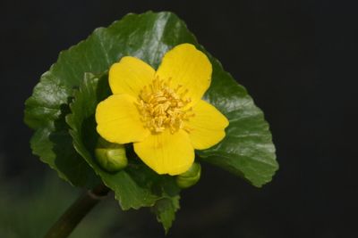 Caltha palustris Marsh Marigold Gewone Dotterbloem