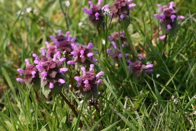 Lamium purpureum Red dead-nettle Paarse dovenetel