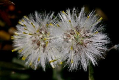Senecio vulgaris Groundsel Klein kruiskruid 