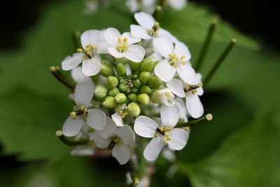 Alliaria petiolata Garlic mustard Look-zonder-look
