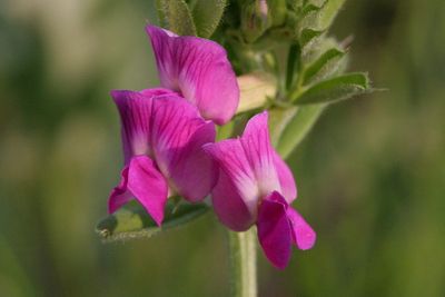 Vicia sativa subsp. sativa Common vetch Voederwikke