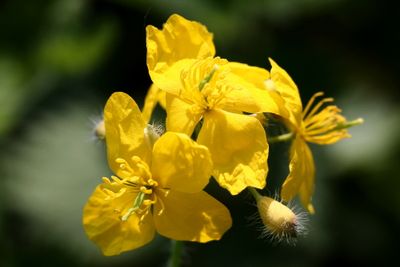Chelidonium majus Celandine, swallow wart Stinkende gouwe