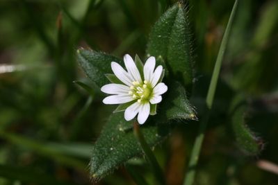 Cerastium fontanum subsp. vulgare Gewone hoornbloem
