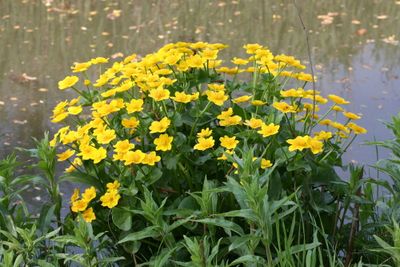 Caltha palustris Marsh Marigold Gewone Dotterbloem