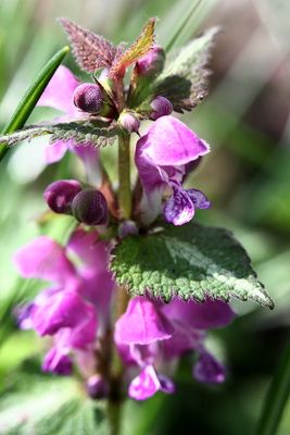 Lamium maculatumSpotted dead-nettleGevlekte dovenetel 