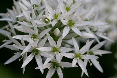 Allium ursinumWild garlicDaslook