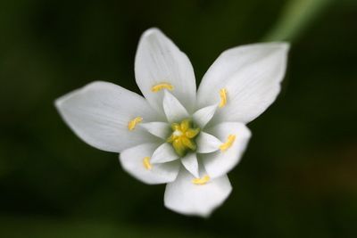 Ornithogalum umbellatum Star-of-Bethlehem Gewone vogelmelk