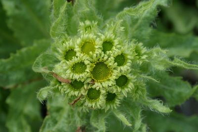 Tephseris palustrisMarsh fleawort moerasandijvie