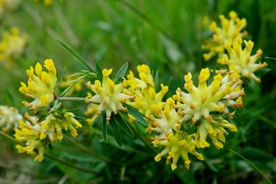 Anthyllis vulneraria Kidney-vetch Wondklaver 