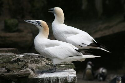 Morus bassanus Northern gannet Jan van Gent