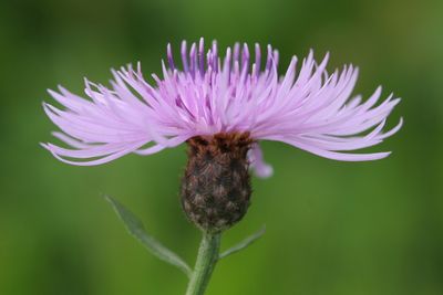 Centaurea jacea Knapweed Knoopkruid 