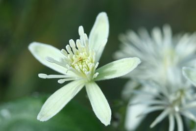Clematis vitalba Traveller's joy Bosrank
