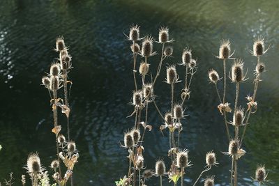 Dipsacus fullonumWild teaselGrote kaardenbol