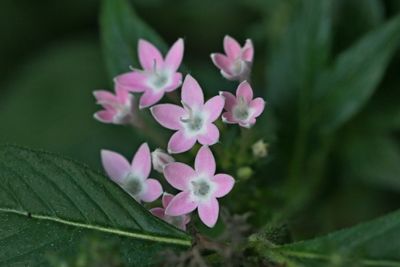 Pentas lanceolata <br>Egyptian starcluster