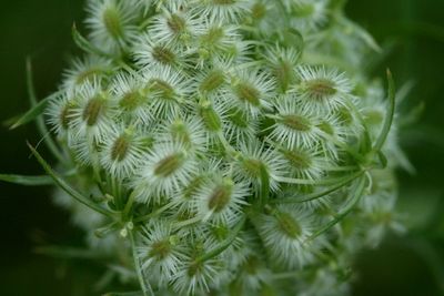 Daucus carrotaWild carrot aka Queen Anne's Lace Peen