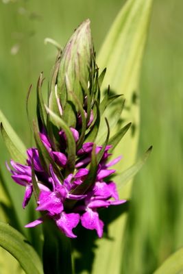 Dactylorisa Praetermissa Rietorchis