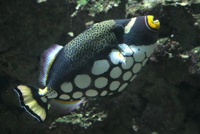Balistoides conspicillum Clown triggerfish Luipaardtrekkervis