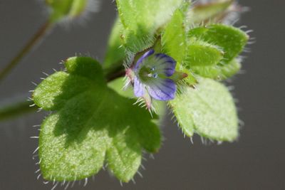 Veronica hederifolia subsp. hederifolia Ivy-leaved Speedwellklimopereprijs