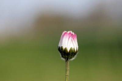 Bellis perennis Common daisy Madeliefje