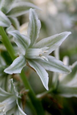 Ornithogalum Nutans Drooping star-of-Bethlehem Geknikte vogelmelk