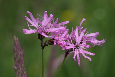 Lychnis flos-cuculi / Silene flos-cuculi  Ragged robinEchte koekoeksbloem