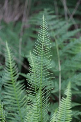Blechnum spicant Hard-fern Dubbelloof