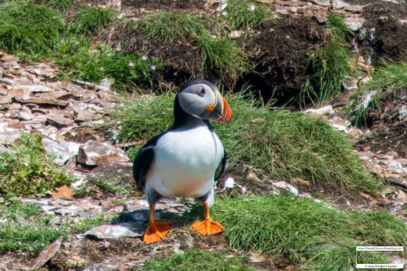 Puffin Sanctuary