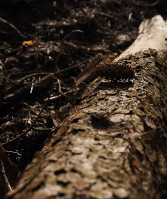 Cone Trunk