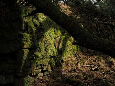 Damp-stone Wall