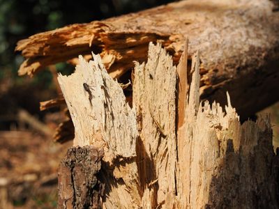 Fly-stump