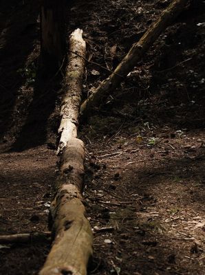 Lit Log