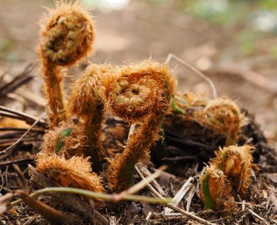 New Found Fern