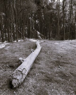 This Way to the Trees