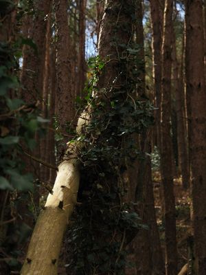 Trunk Ivy