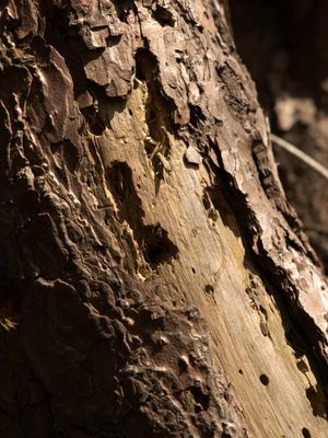 Forress-tree