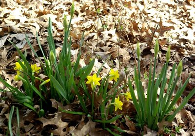 March 1 Daffodils