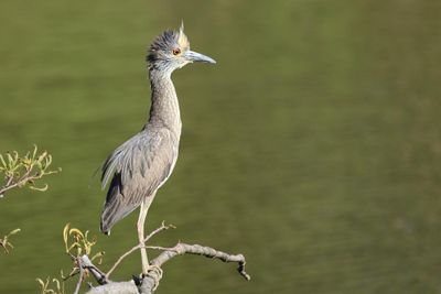 yellow-crowned_night_heron